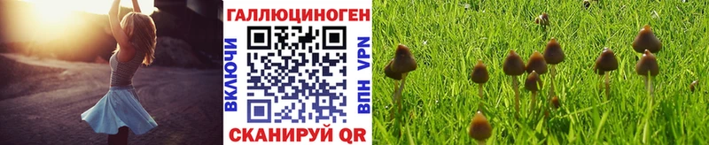 Галлюциногенные грибы Psilocybine cubensis Судак